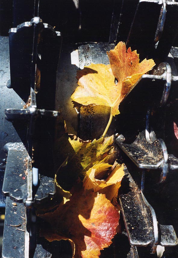 albumleaves.jpg