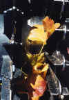 albumleaves.jpg (116617 octets)
