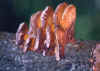 albumthehand.jpg (93043 octets)