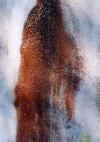 albumwallMcdo1.jpg (196406 octets)