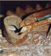 rust10a.JPG (62656 octets)