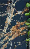 rust8a.JPG (110806 octets)